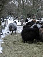 05 Man skal have en tyk pels naar man bor her.jpg